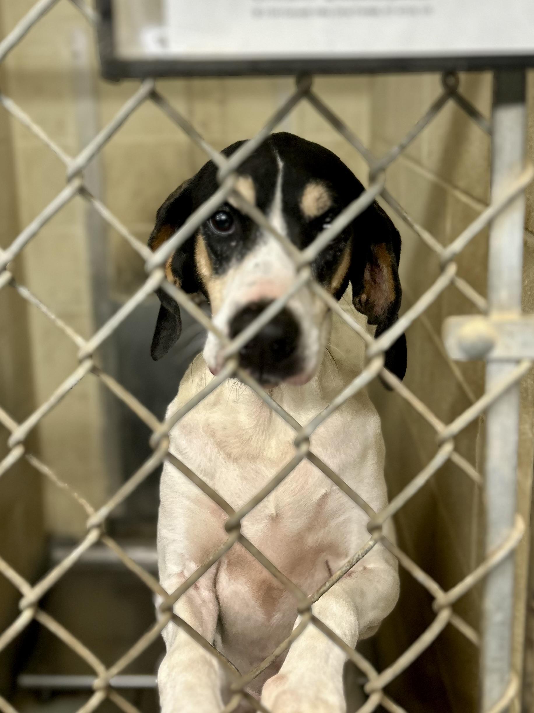 ALICE, a Adoptable Hound in Franklin, KY image 5/5