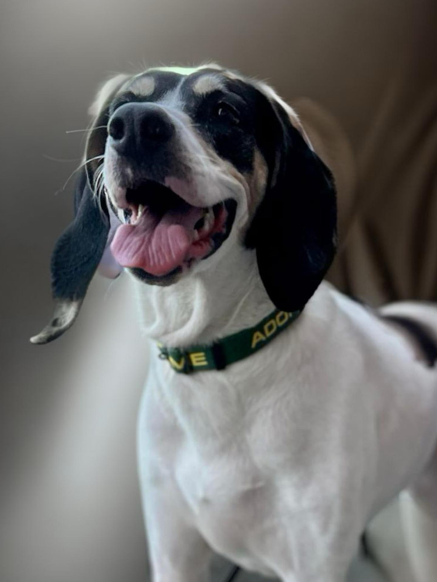 ALICE, a Adoptable Hound in Franklin, KY image 1/5