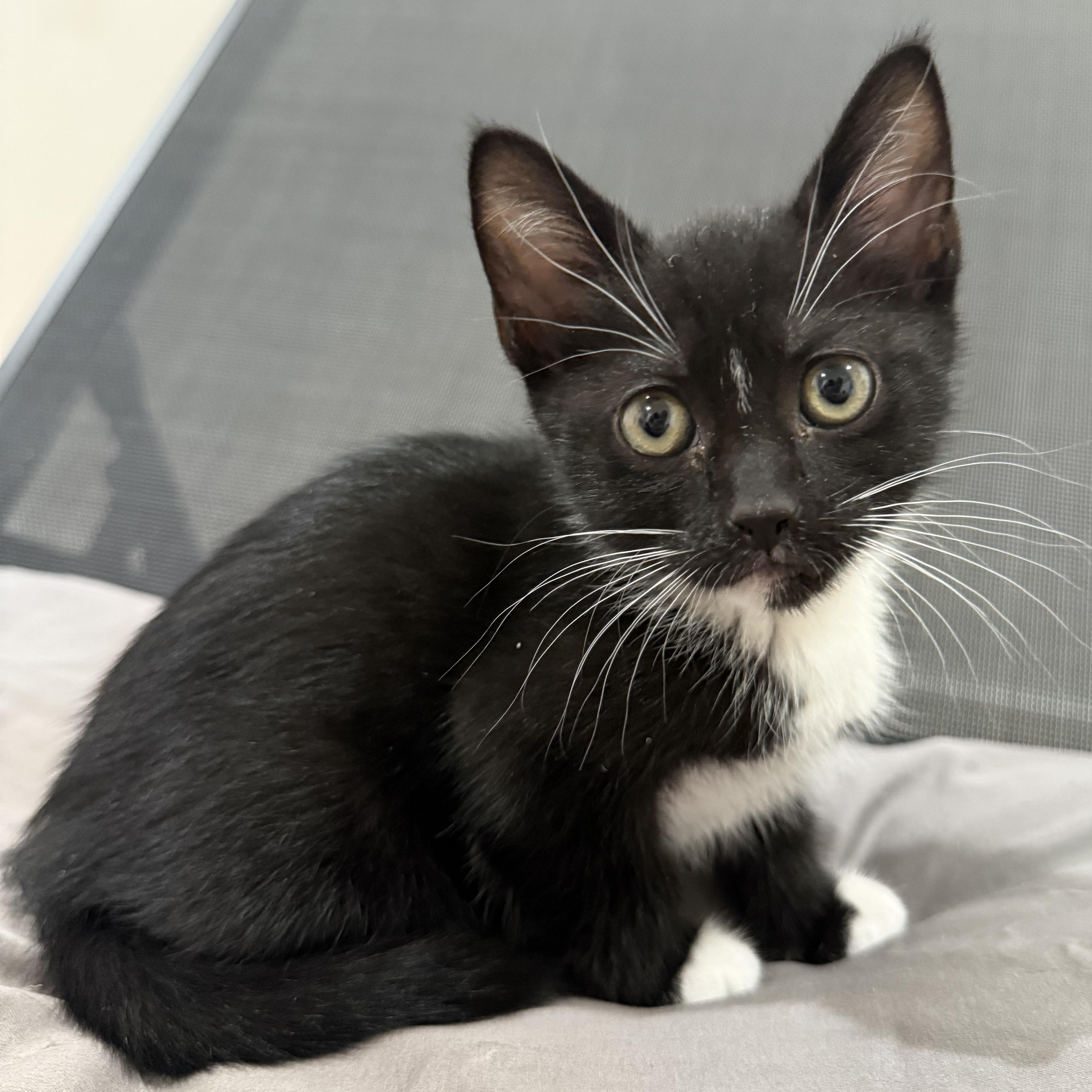 Luna, Adoptable, Kitten Female Domestic Medium Hair & Tuxedo.