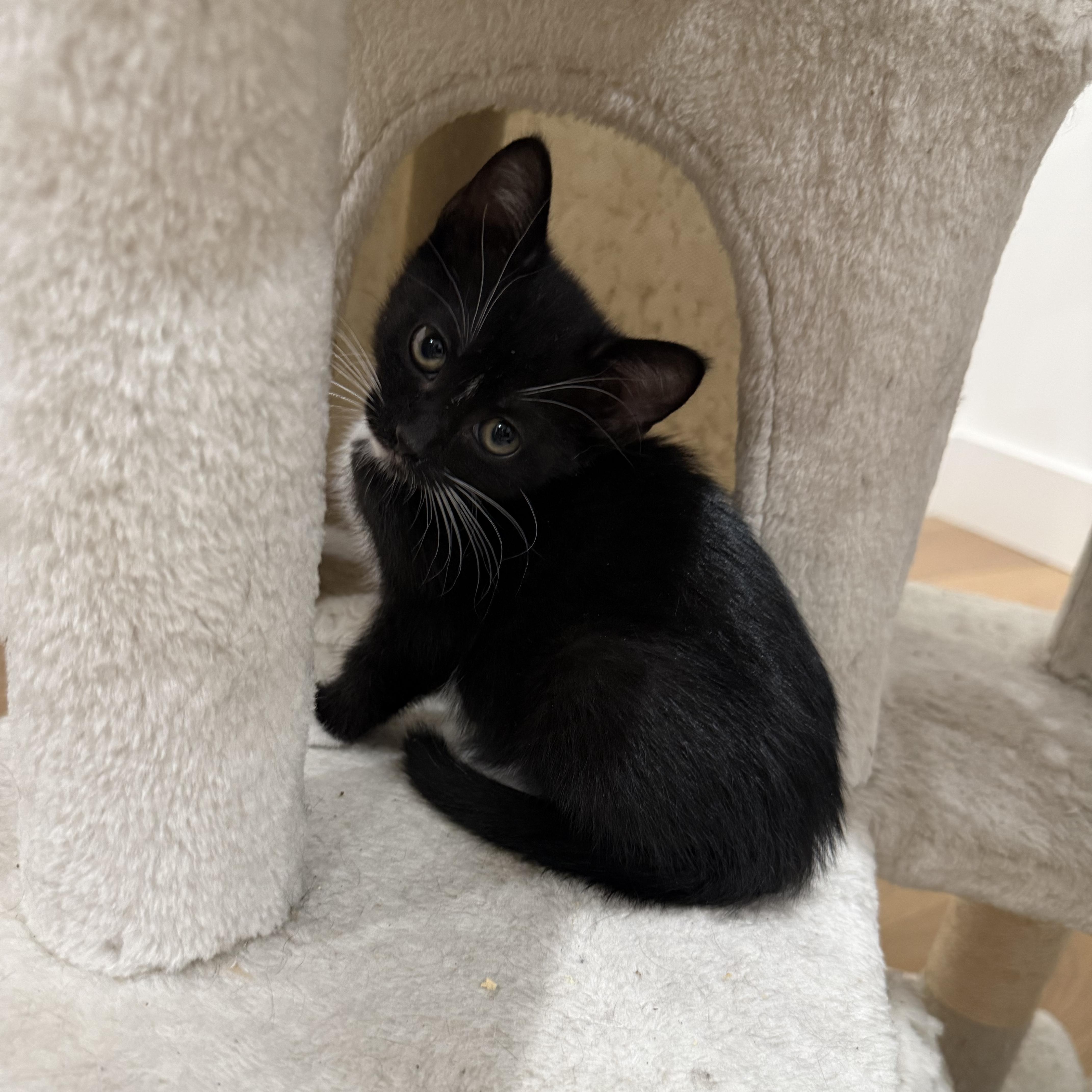 Enlarge Luna, a Adoptable mixed breed in Gaffney, SC image 4/6