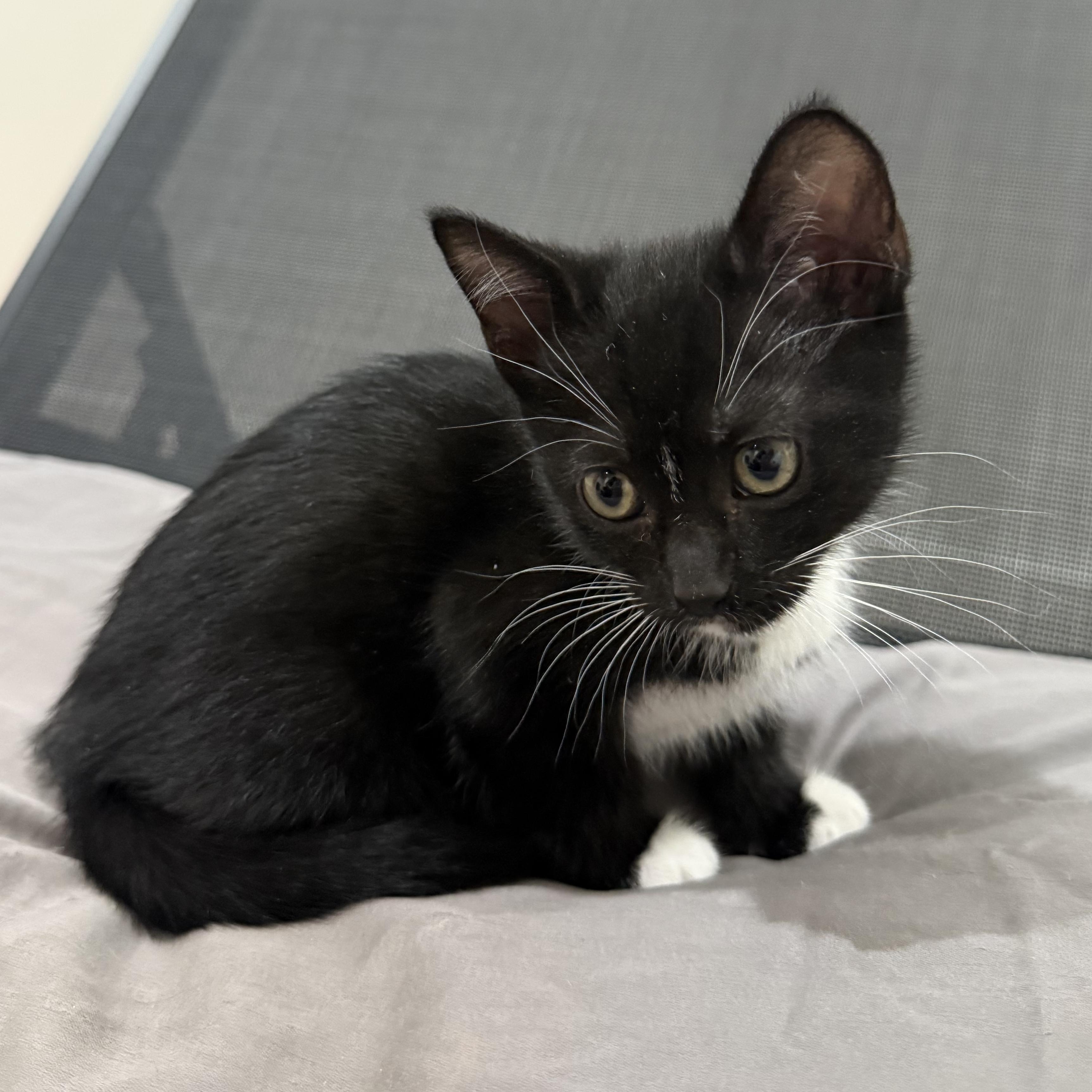 Enlarge Luna, a Adoptable mixed breed in Gaffney, SC image 5/6