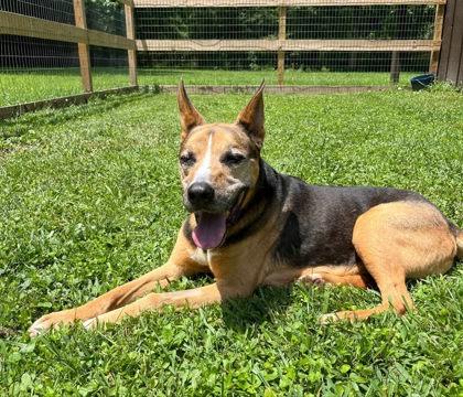 Clint, a Adoptable mixed breed in Blue Ridge, GA image 1/3