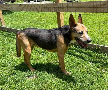 Clint, Adoptable, Senior Male German Shepherd Dog & Mixed Breed.
