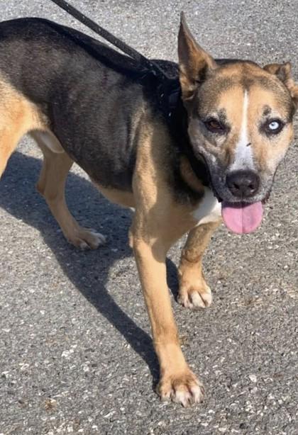 Clint, a Adoptable mixed breed in Blue Ridge, GA image 2/3