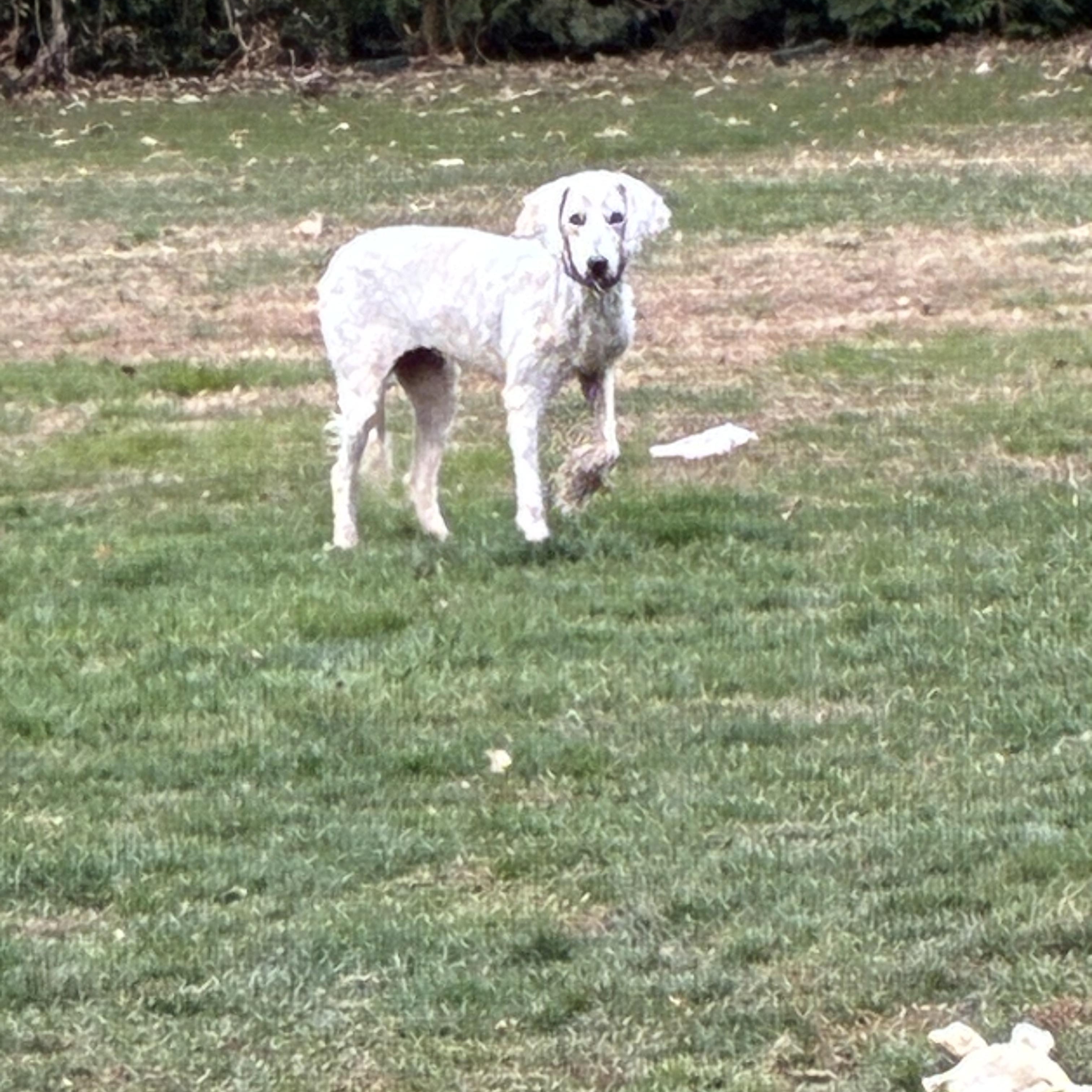 Enlarge Holly, a ADOPTABLE Goldendoodle in Lincoln University, PA image 3/3