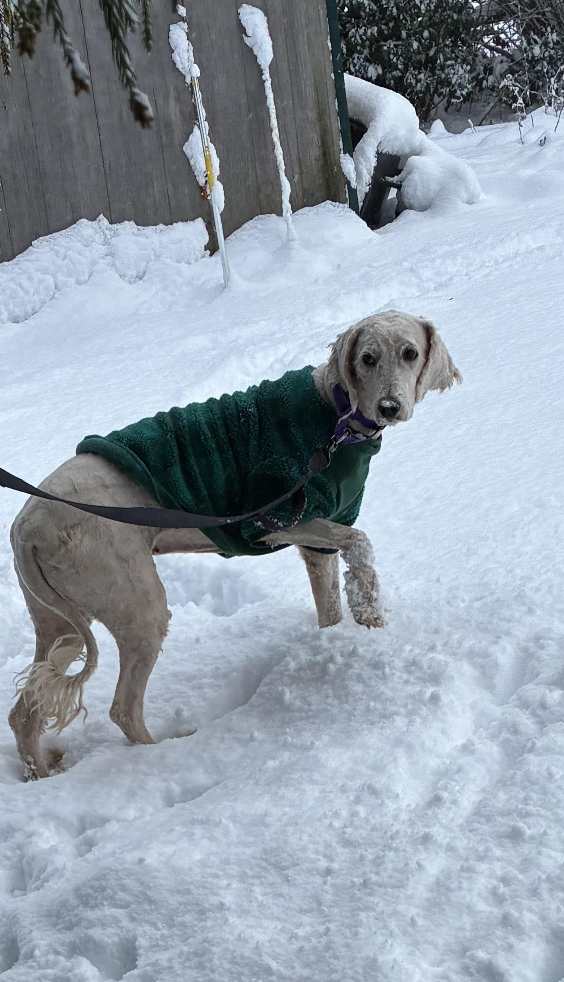 Enlarge Holly, a ADOPTABLE Goldendoodle in Lincoln University, PA image 2/3