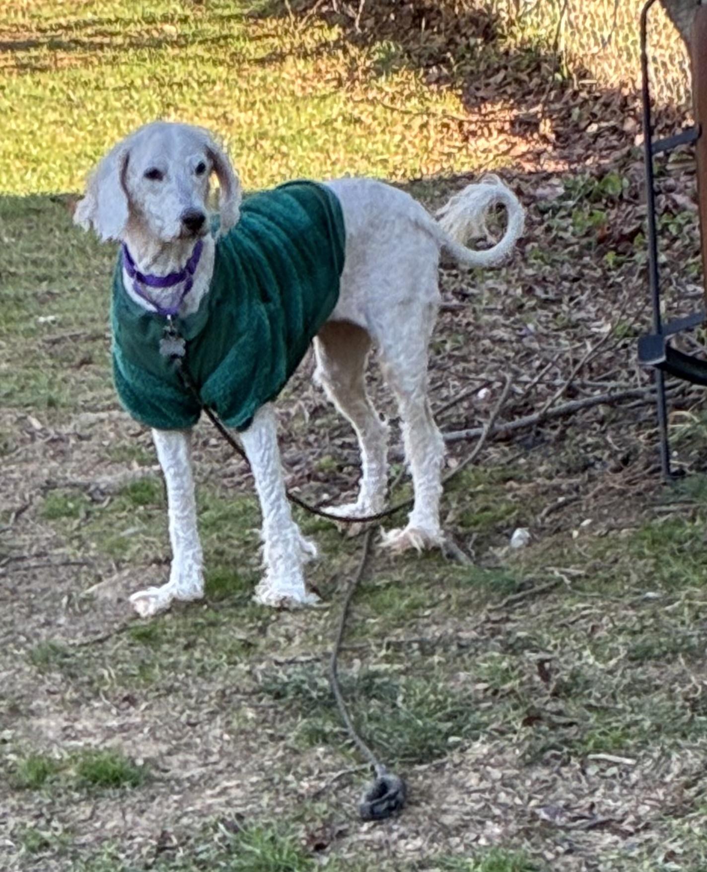 Holly, ADOPTABLE, Adult Female Goldendoodle.
