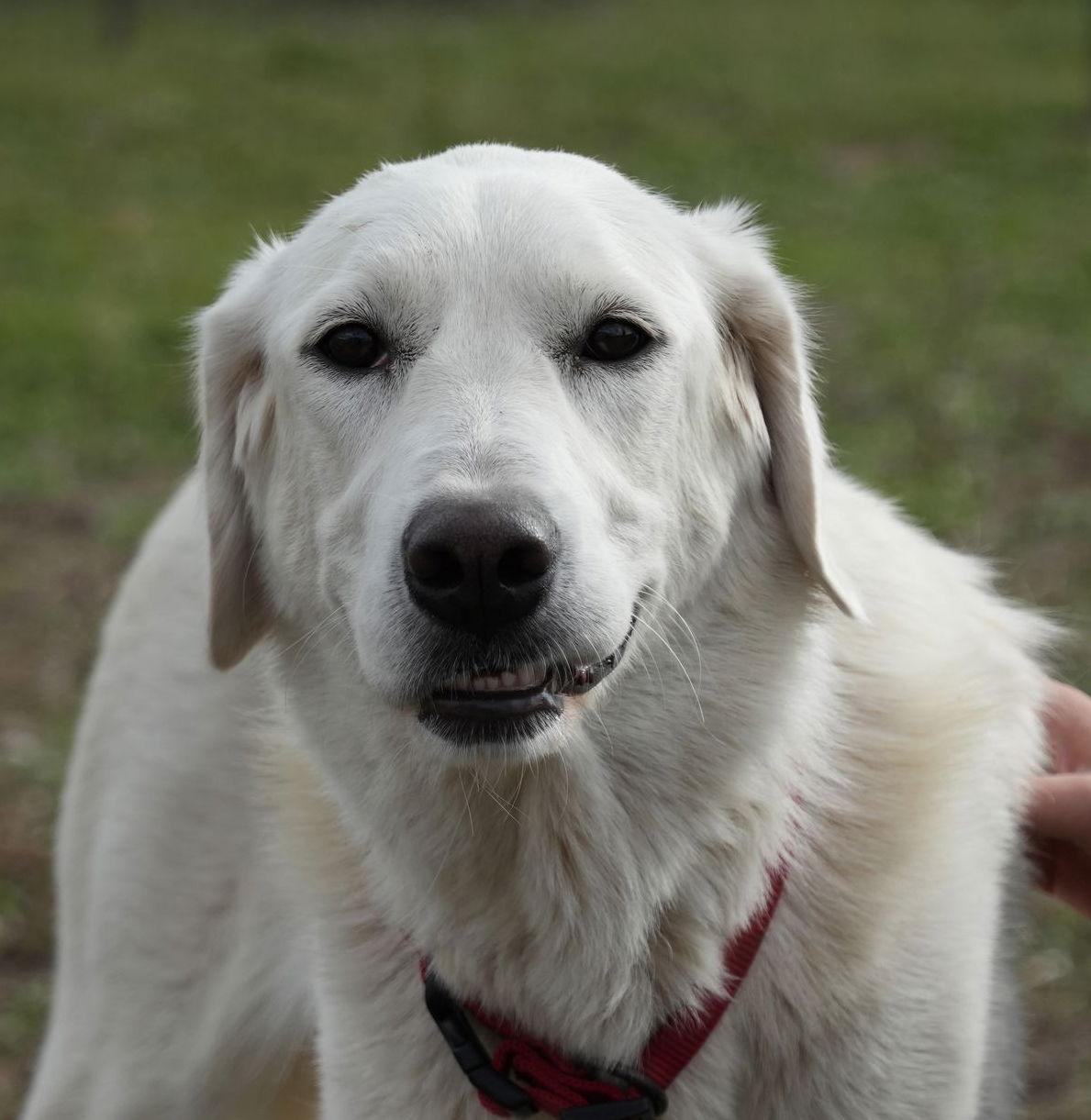 Enlarge Elsa, a Adoptable mixed breed in Hamilton, MT image 1/3