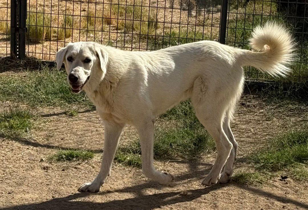 Enlarge Elsa, a Adoptable mixed breed in Hamilton, MT image 2/3