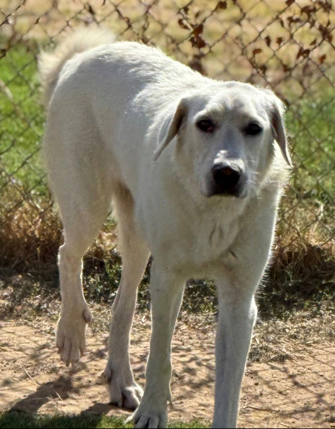 Enlarge Elsa, a Adoptable mixed breed in Hamilton, MT image 3/3
