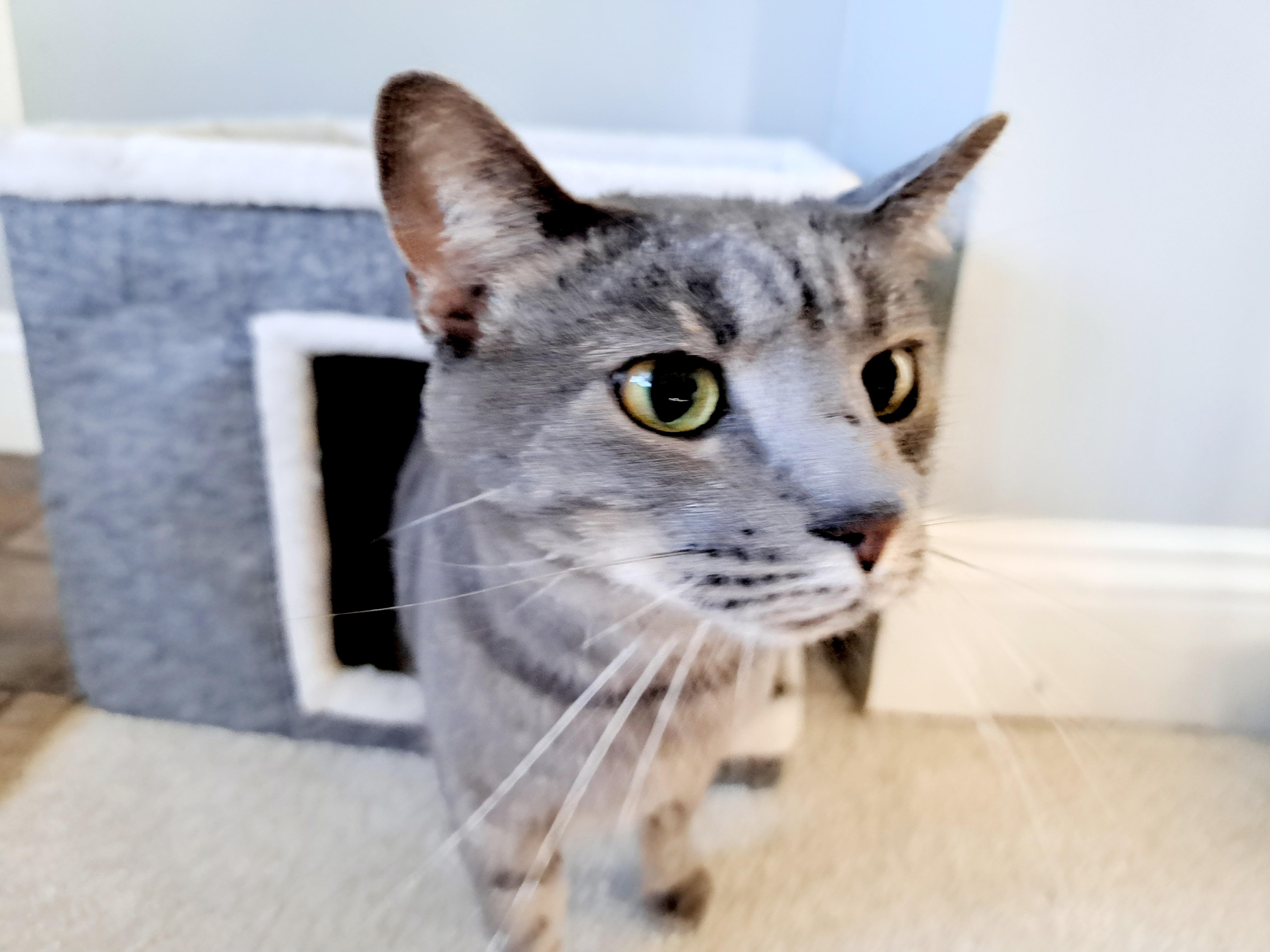Enlarge Aries, a Adoptable Domestic Short Hair in Wilmington, NC image 2/4