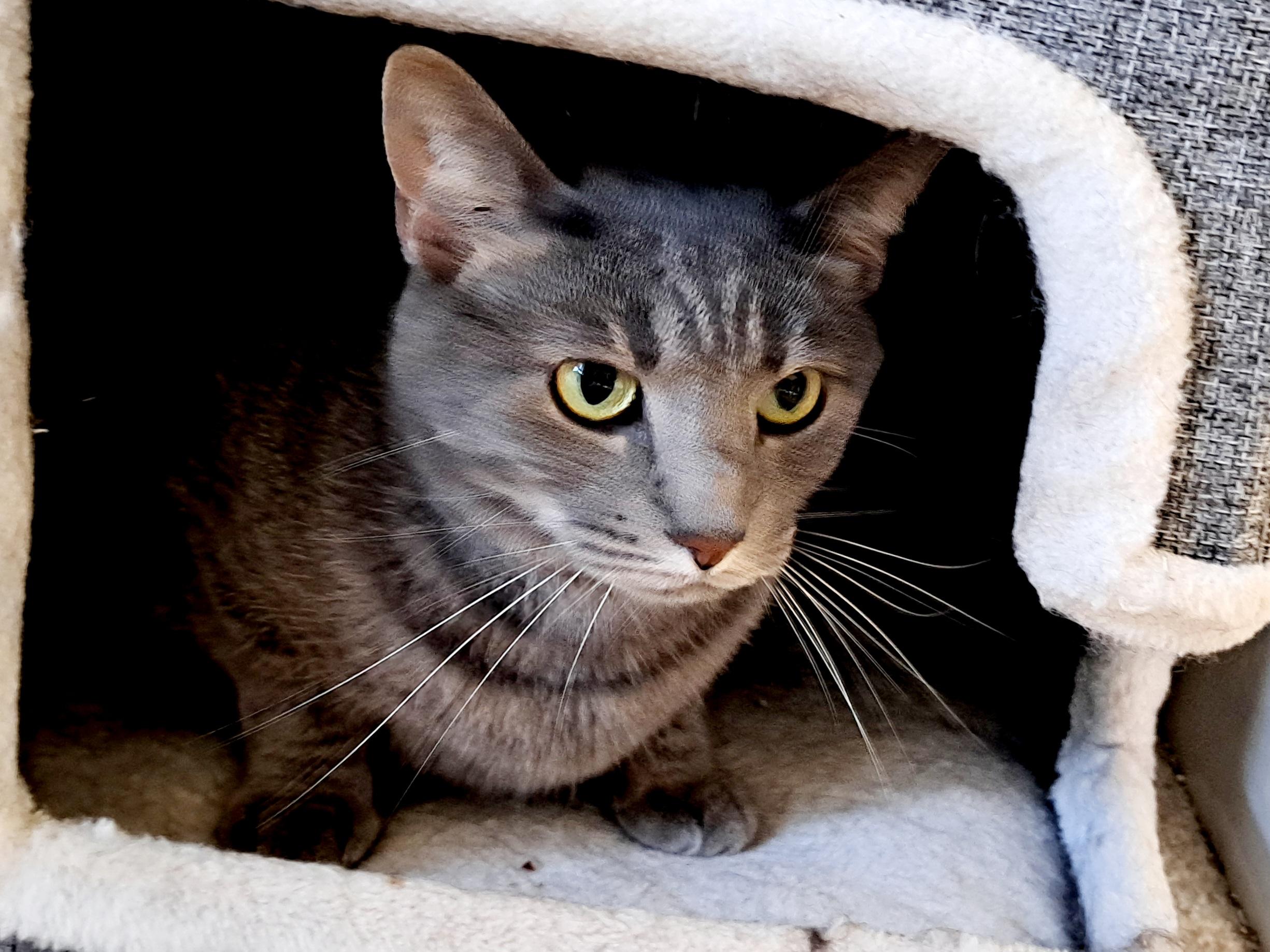 Enlarge Aries, a Adoptable Domestic Short Hair in Wilmington, NC image 4/4