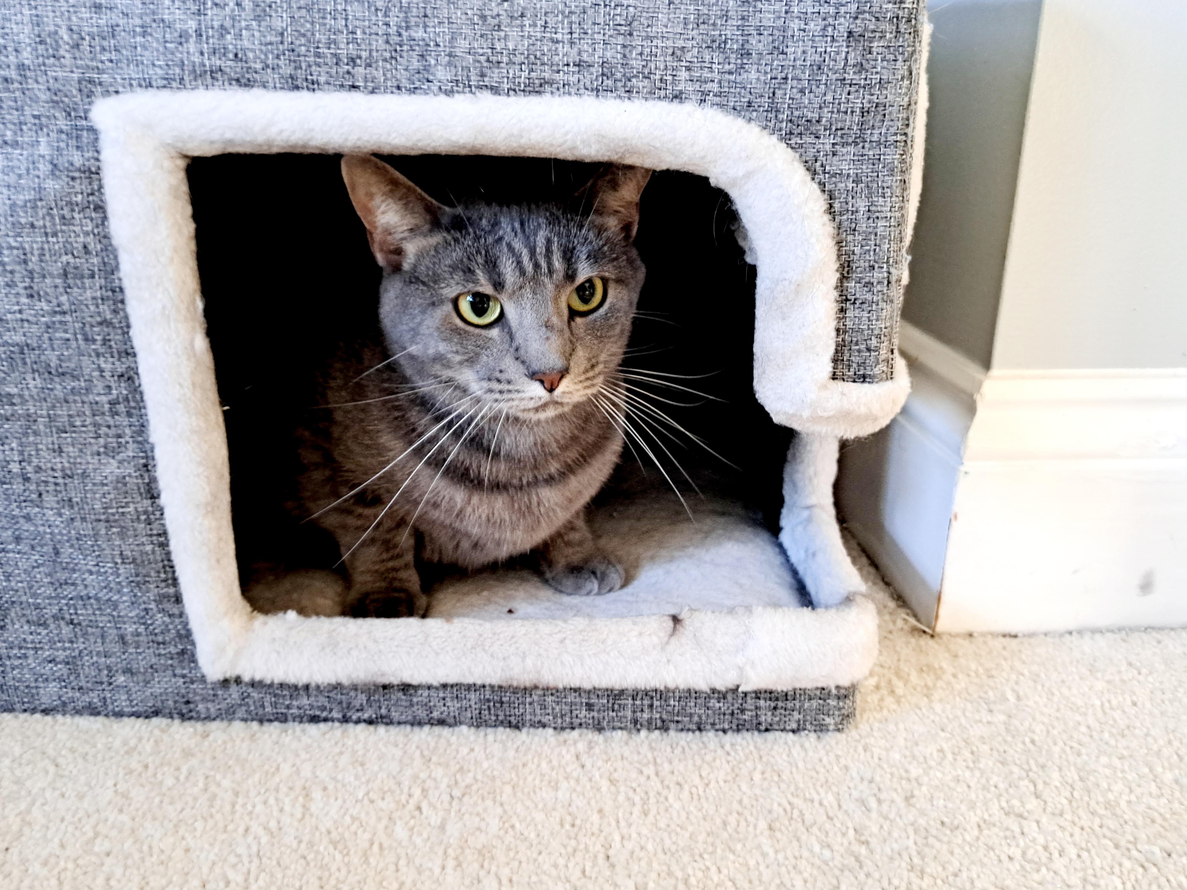 Enlarge Aries, a Adoptable Domestic Short Hair in Wilmington, NC image 3/4
