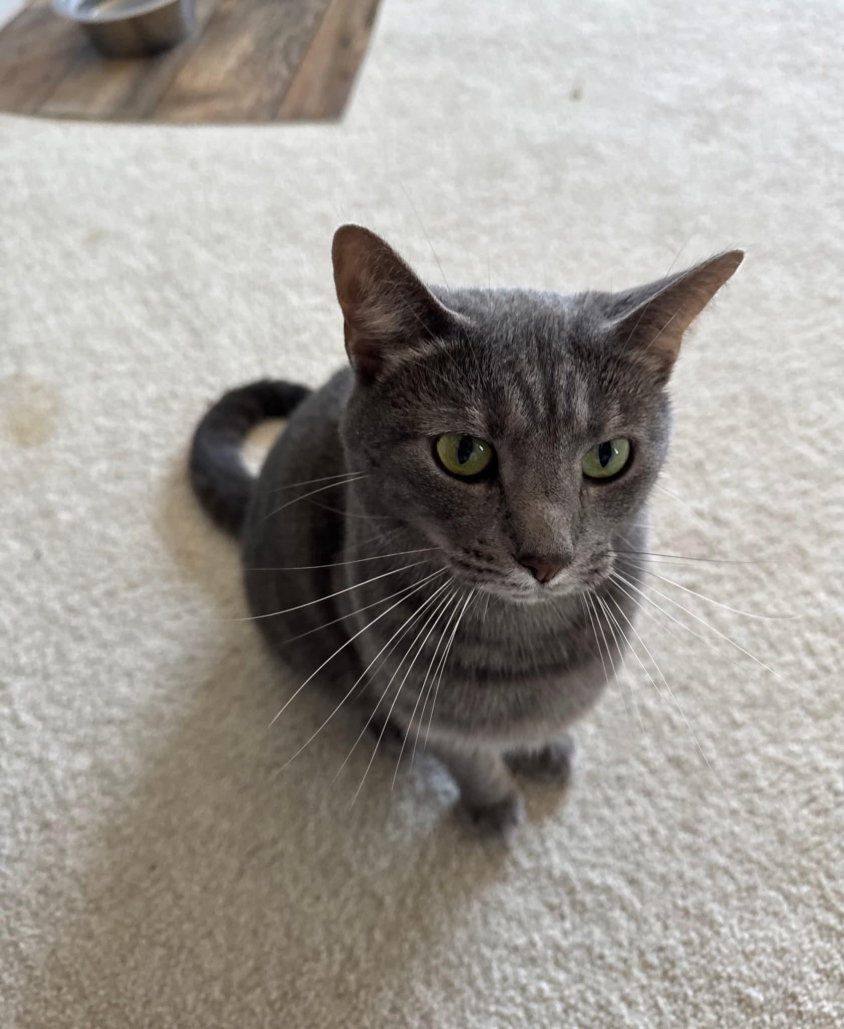 Aries, Adoptable, Adult Female Domestic Short Hair.
