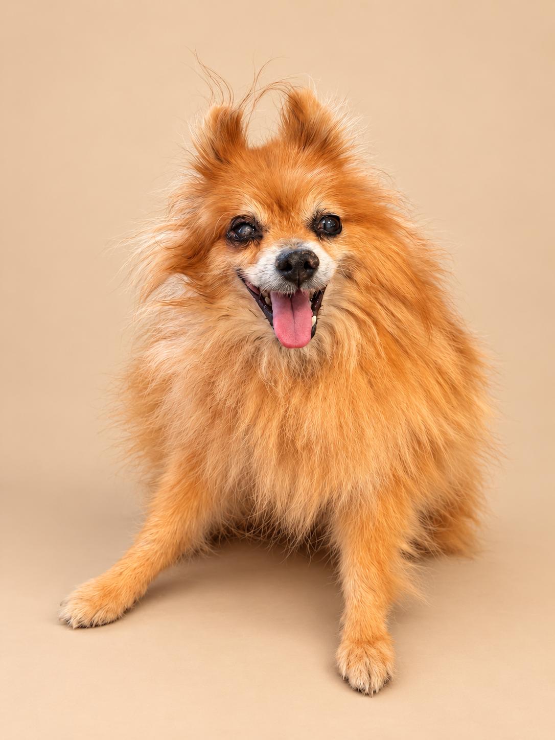 Mister Fox, Adoptable, Senior Male Pomeranian.