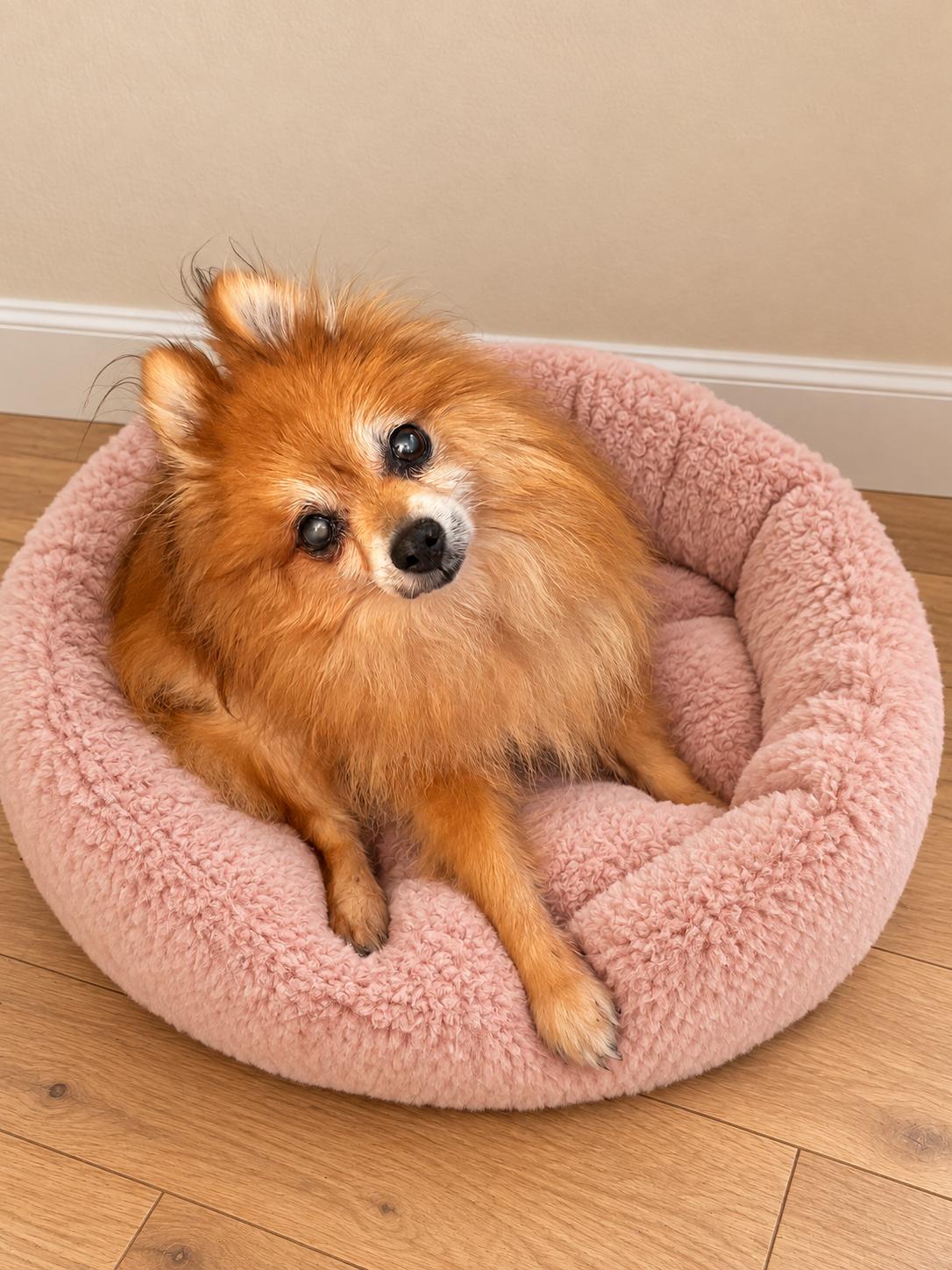 Enlarge Mister Fox, a Adoptable Pomeranian in Rancho Palos Verdes, CA image 4/4