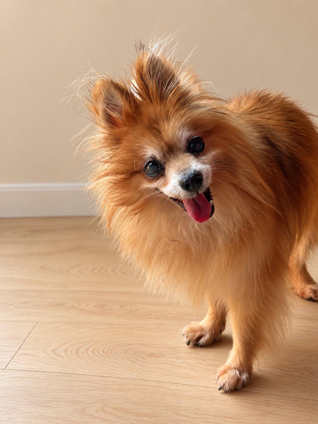 Enlarge Mister Fox, a Adoptable Pomeranian in Rancho Palos Verdes, CA image 2/4