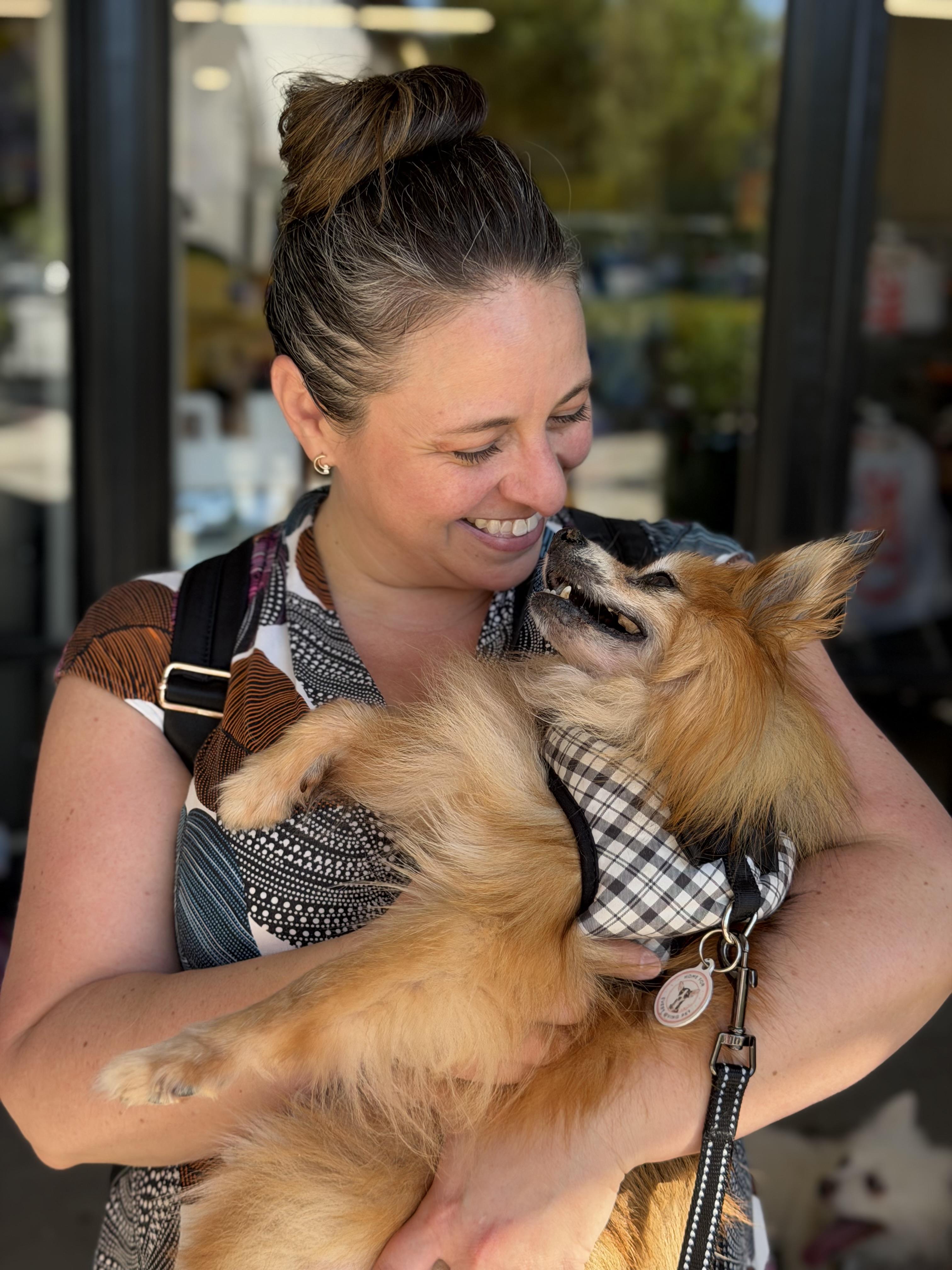 Enlarge Mister Fox, a Adoptable Pomeranian in Rancho Palos Verdes, CA image 3/4