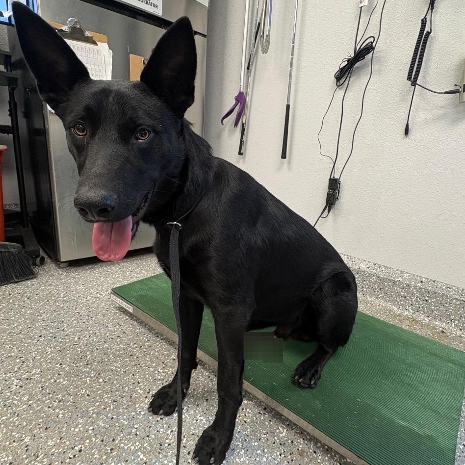 Fenrir*, Adoptable, Young Male German Shepherd Dog.