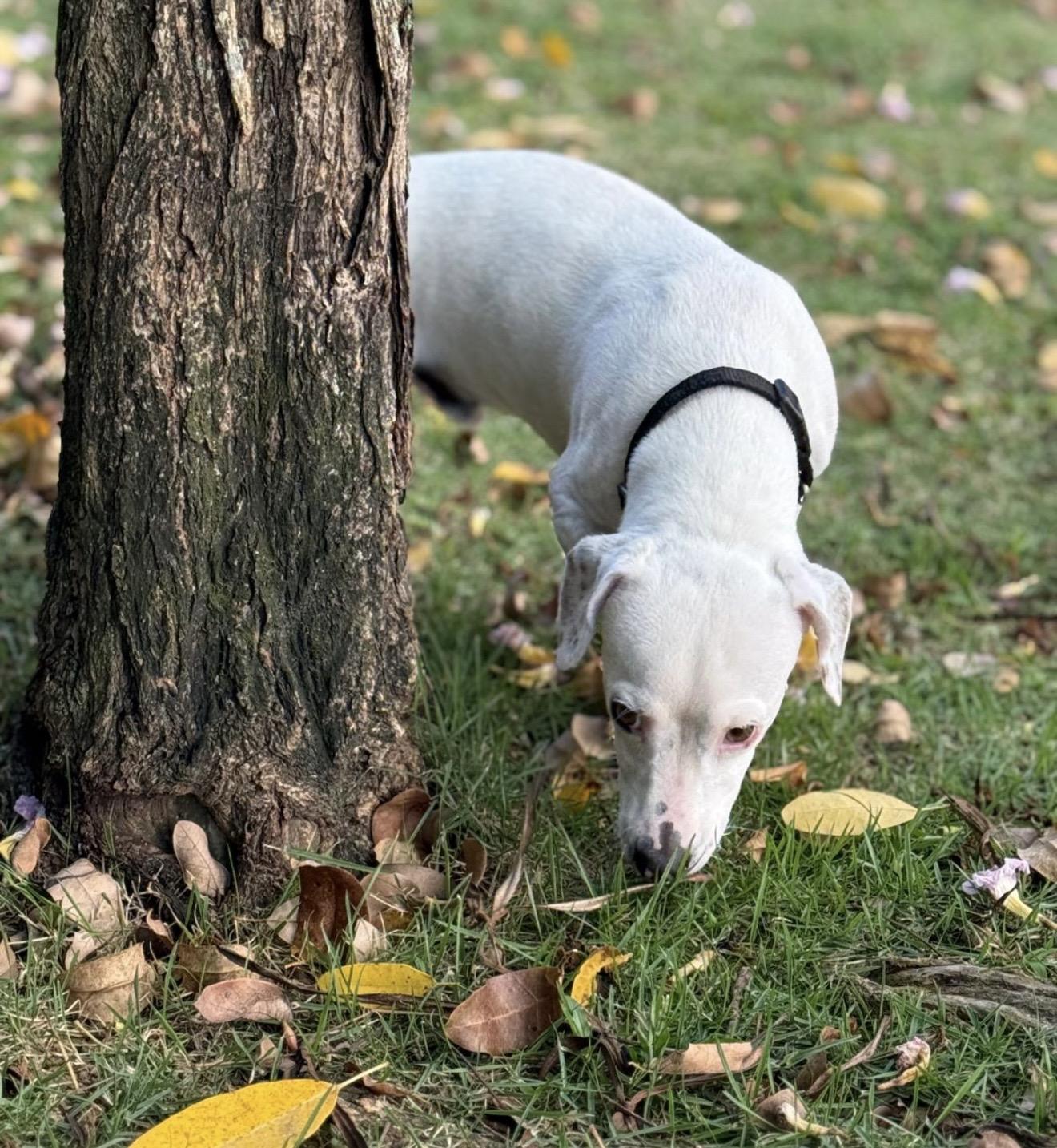 Cloud , an adopted mixed breed in Pelham, NH image 6/6