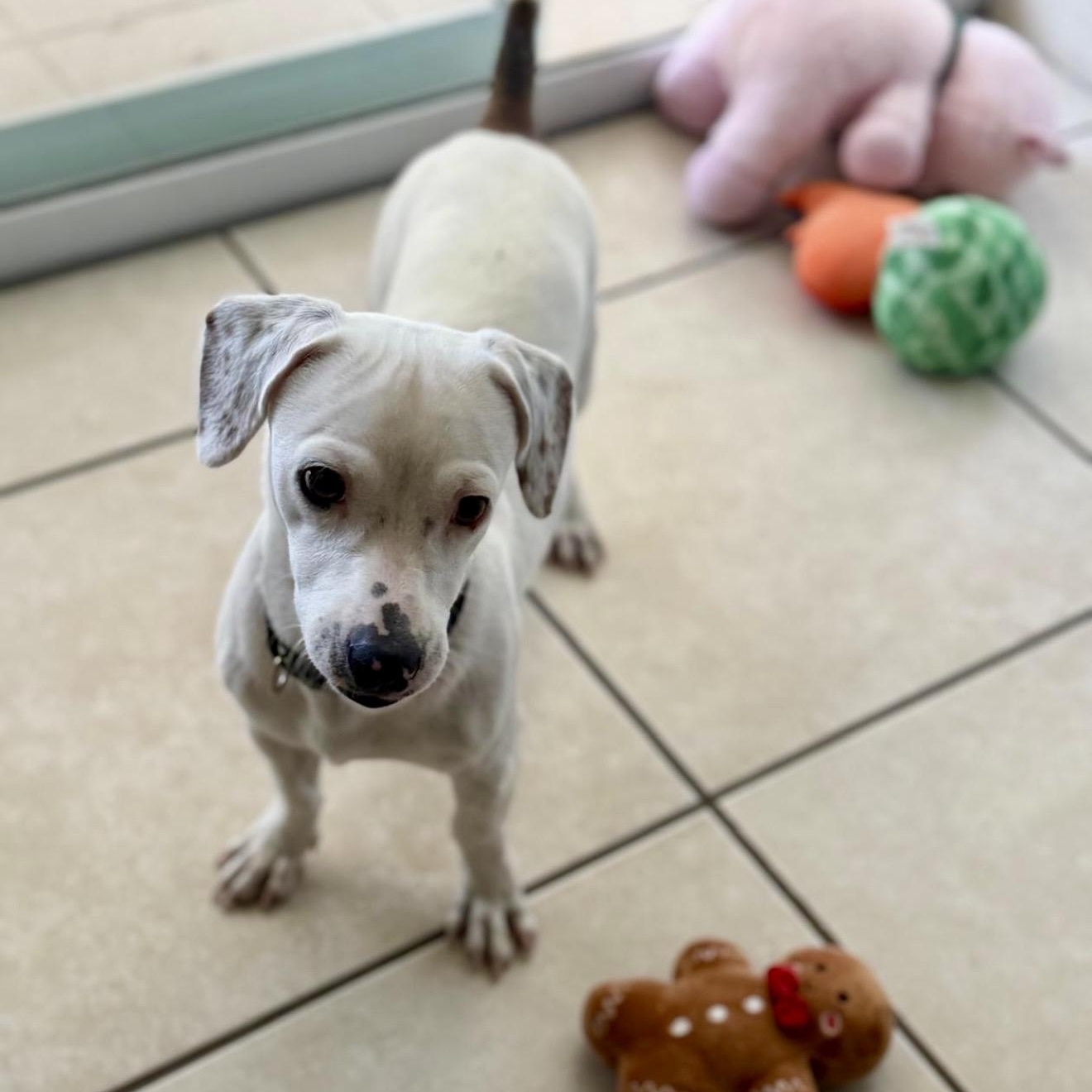 Cloud , ADOPTABLE, Puppy Male Dachshund & Mixed Breed.