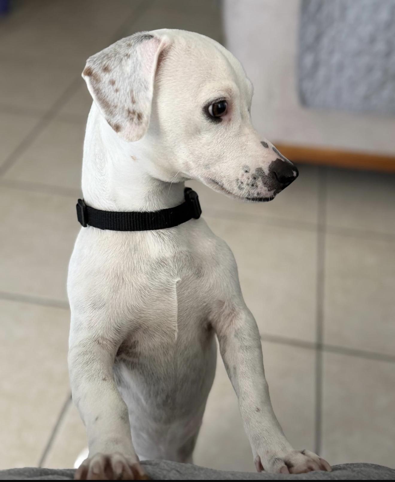 Cloud , an adopted mixed breed in Pelham, NH image 5/6