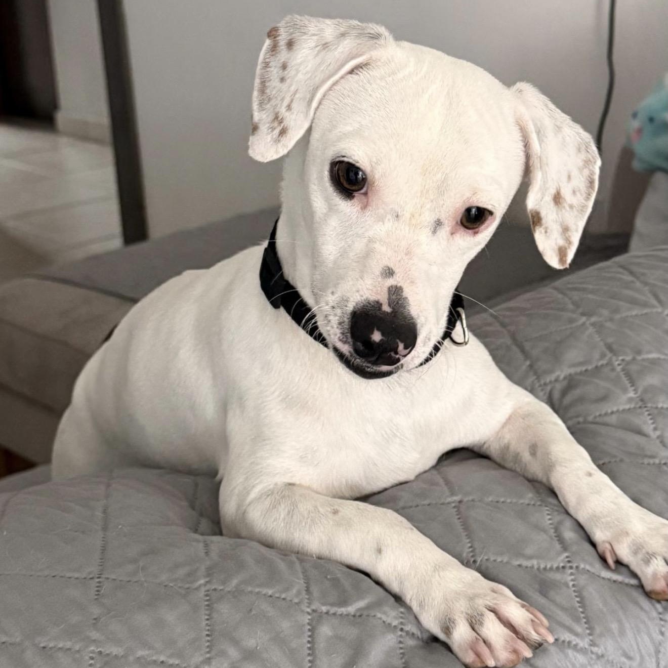 Cloud , an adopted mixed breed in Pelham, NH image 4/6