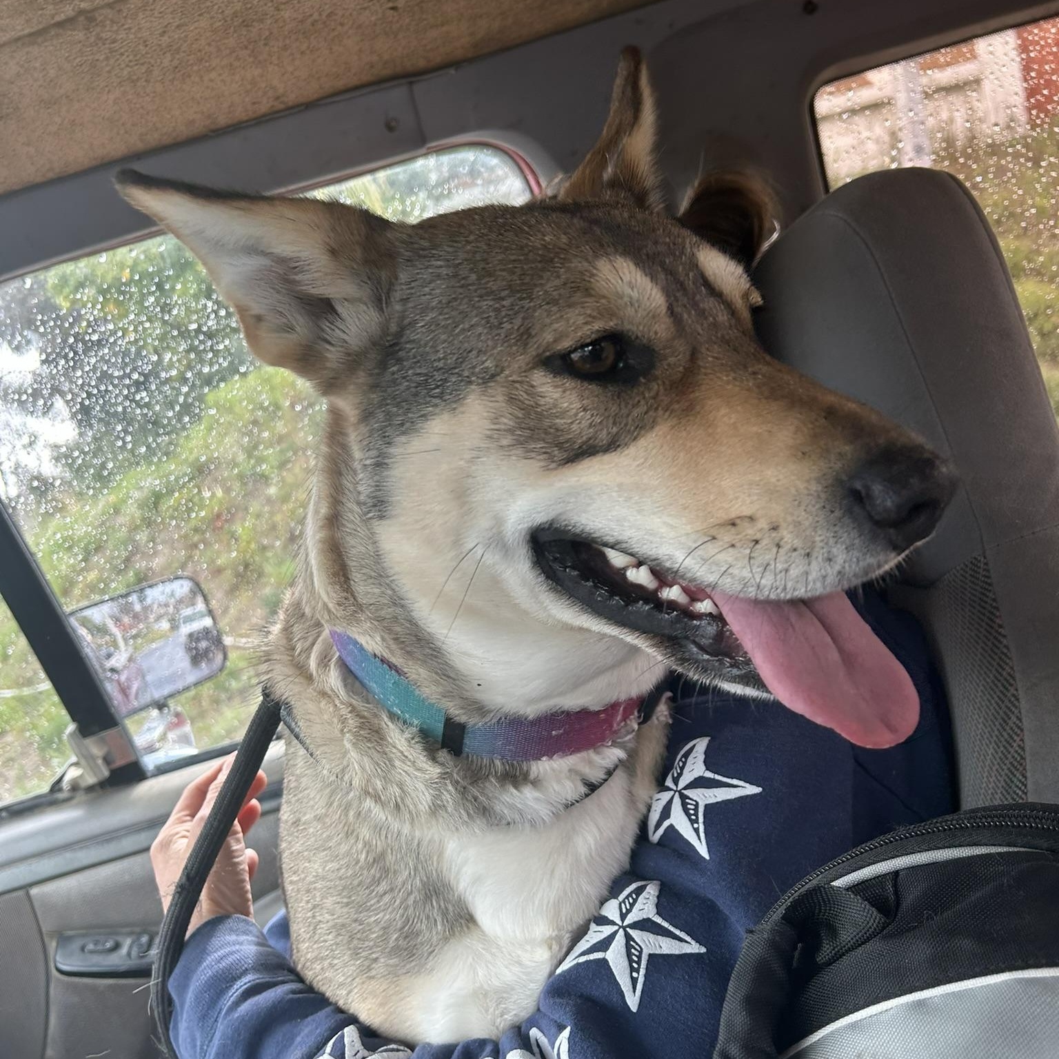 MARIA MARIBELLE, a Adoptable mixed breed in Murrieta, CA image 3/6