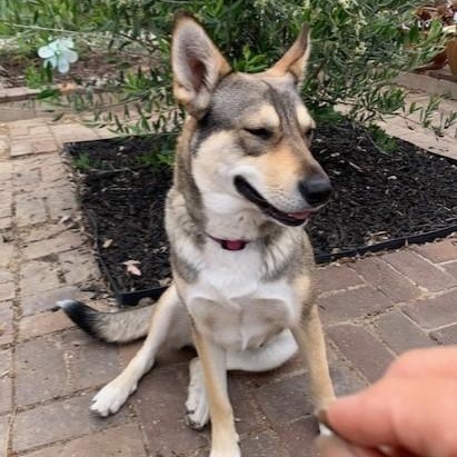 MARIA MARIBELLE, a Adoptable mixed breed in Murrieta, CA image 5/6