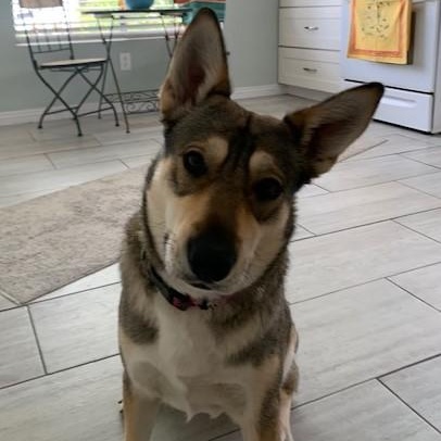 MARIA MARIBELLE, a Adoptable mixed breed in Murrieta, CA image 6/6