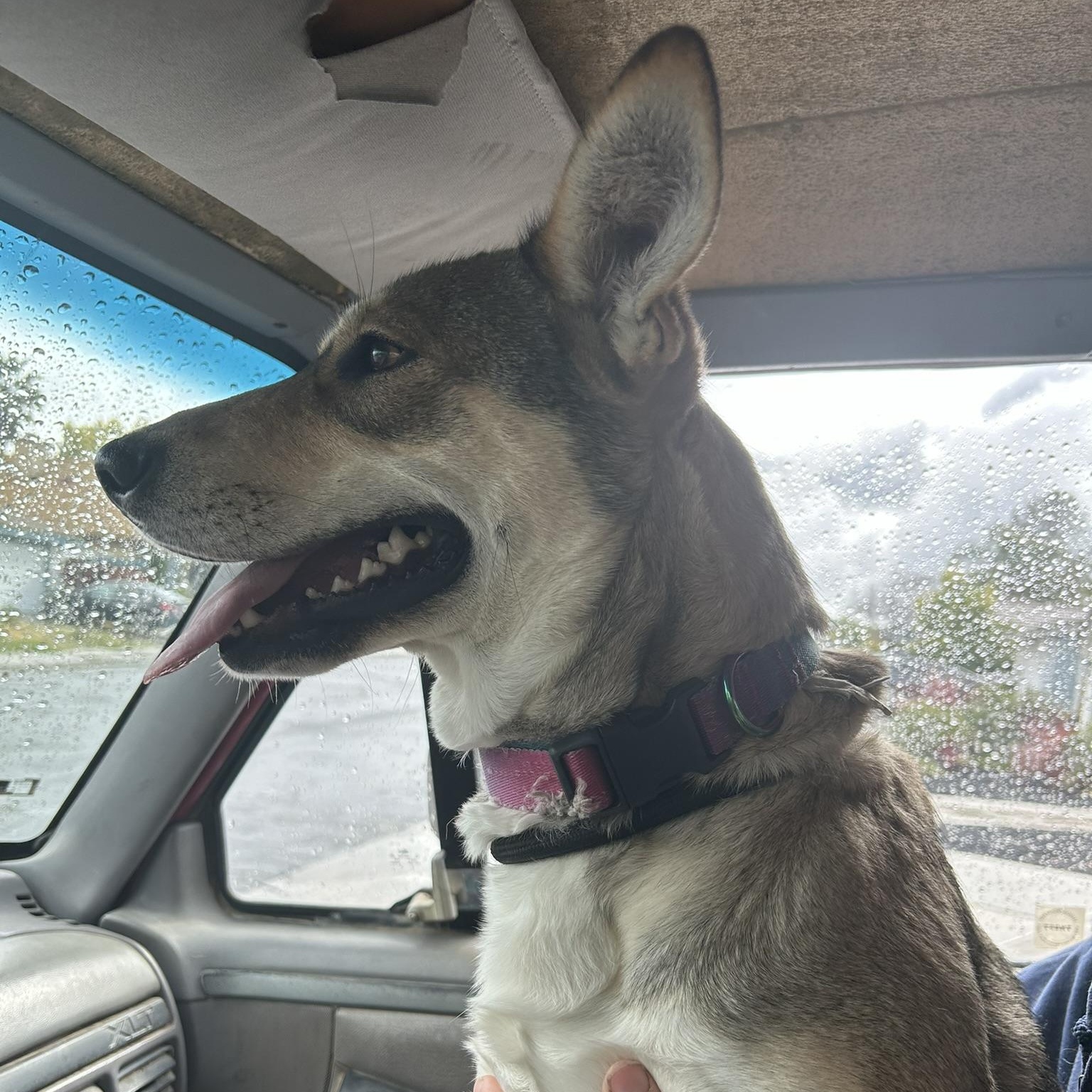 MARIA MARIBELLE, a Adoptable mixed breed in Murrieta, CA image 2/6