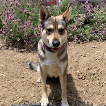 MARIA MARIBELLE, a Adoptable mixed breed in Murrieta, CA image 1/6