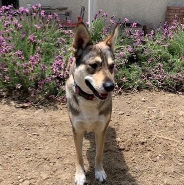 MARIA MARIBELLE, a Adoptable mixed breed in Murrieta, CA image 4/6