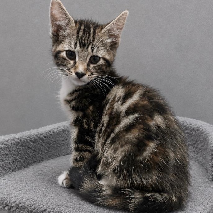 Athena, Adoptable, Kitten Female Tabby & Bengal.