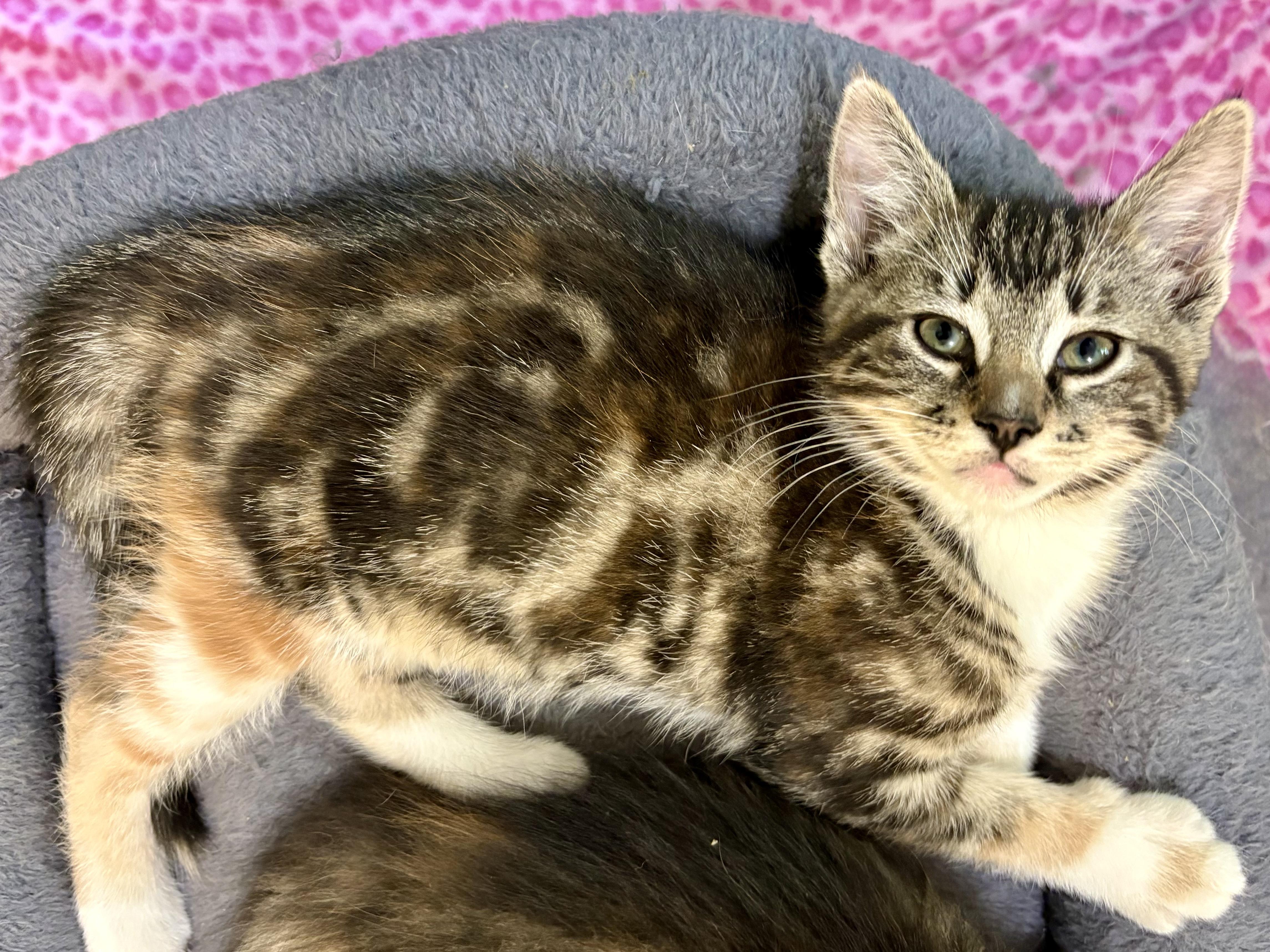 Enlarge Athena, a Adoptable mixed breed in Andover, MN image 2/2