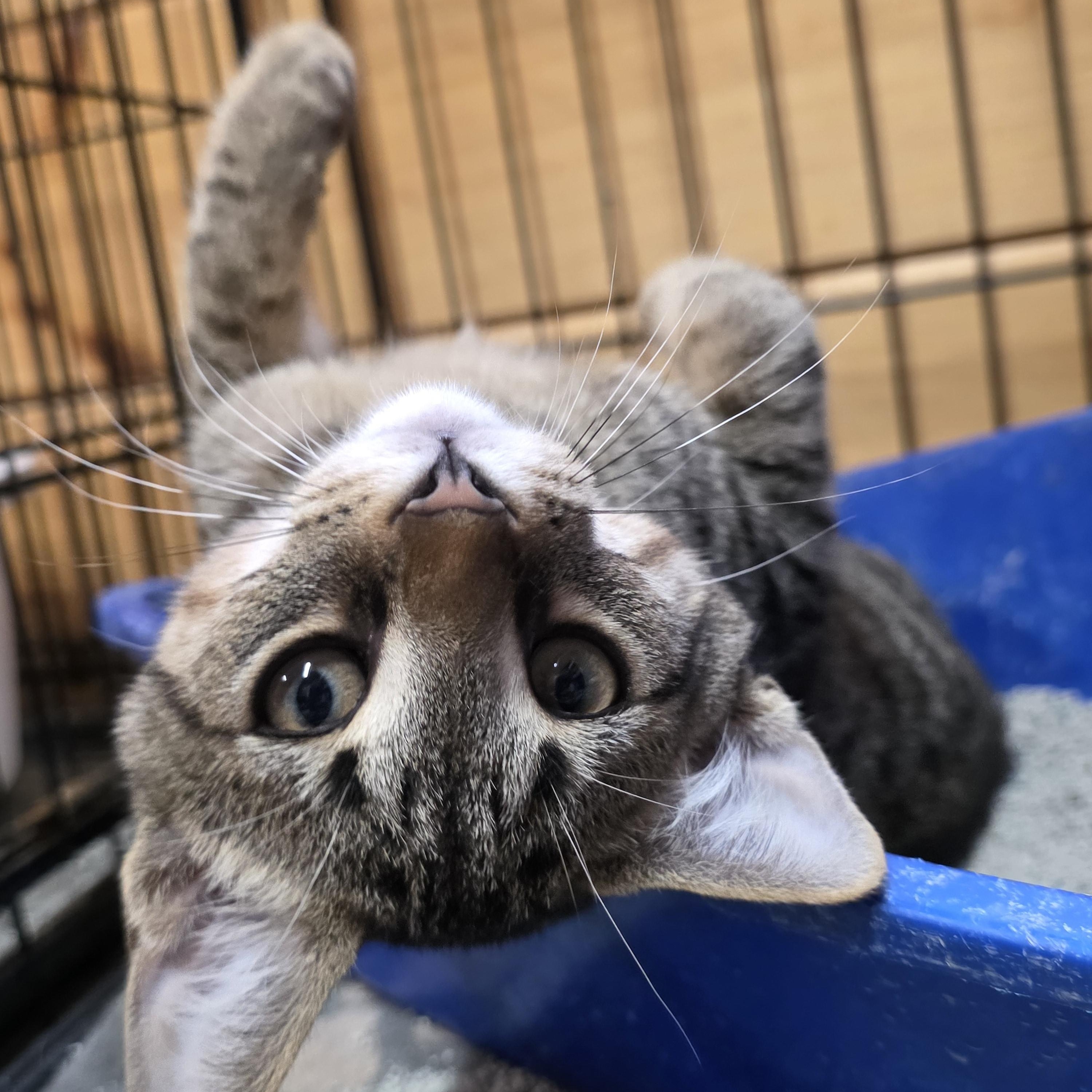 Simba, adopted, Kitten Male Domestic Short Hair.