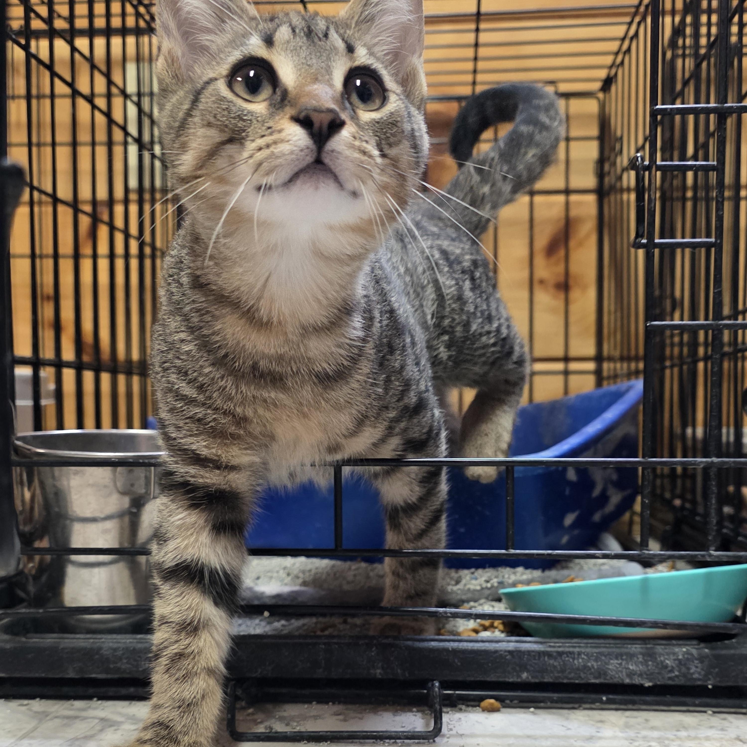Simba, an adopted Domestic Short Hair in Covington, VA image 2/2