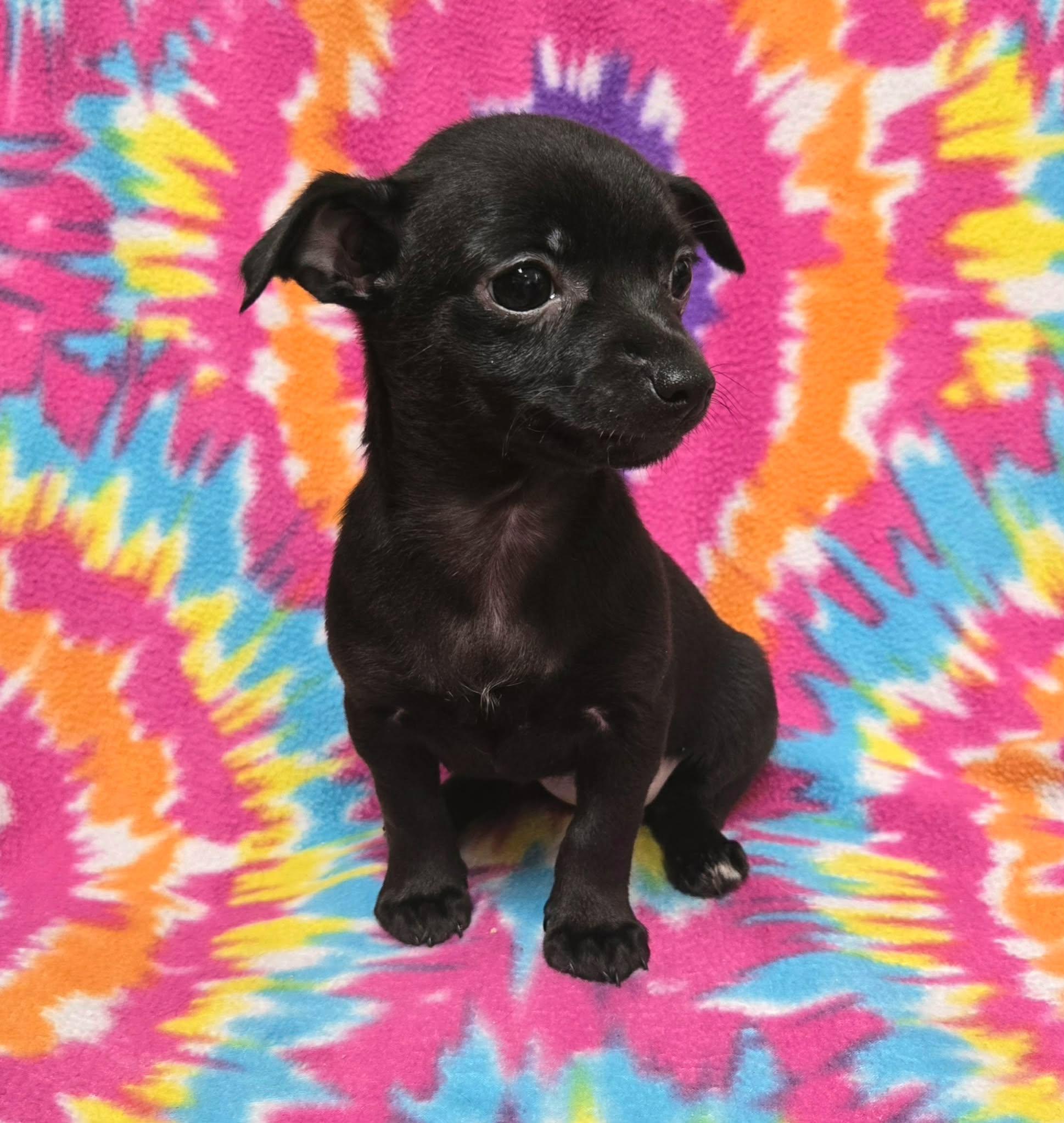 Enlarge Berry "Pie", a ADOPTABLE mixed breed in Anderson, SC image 3/4