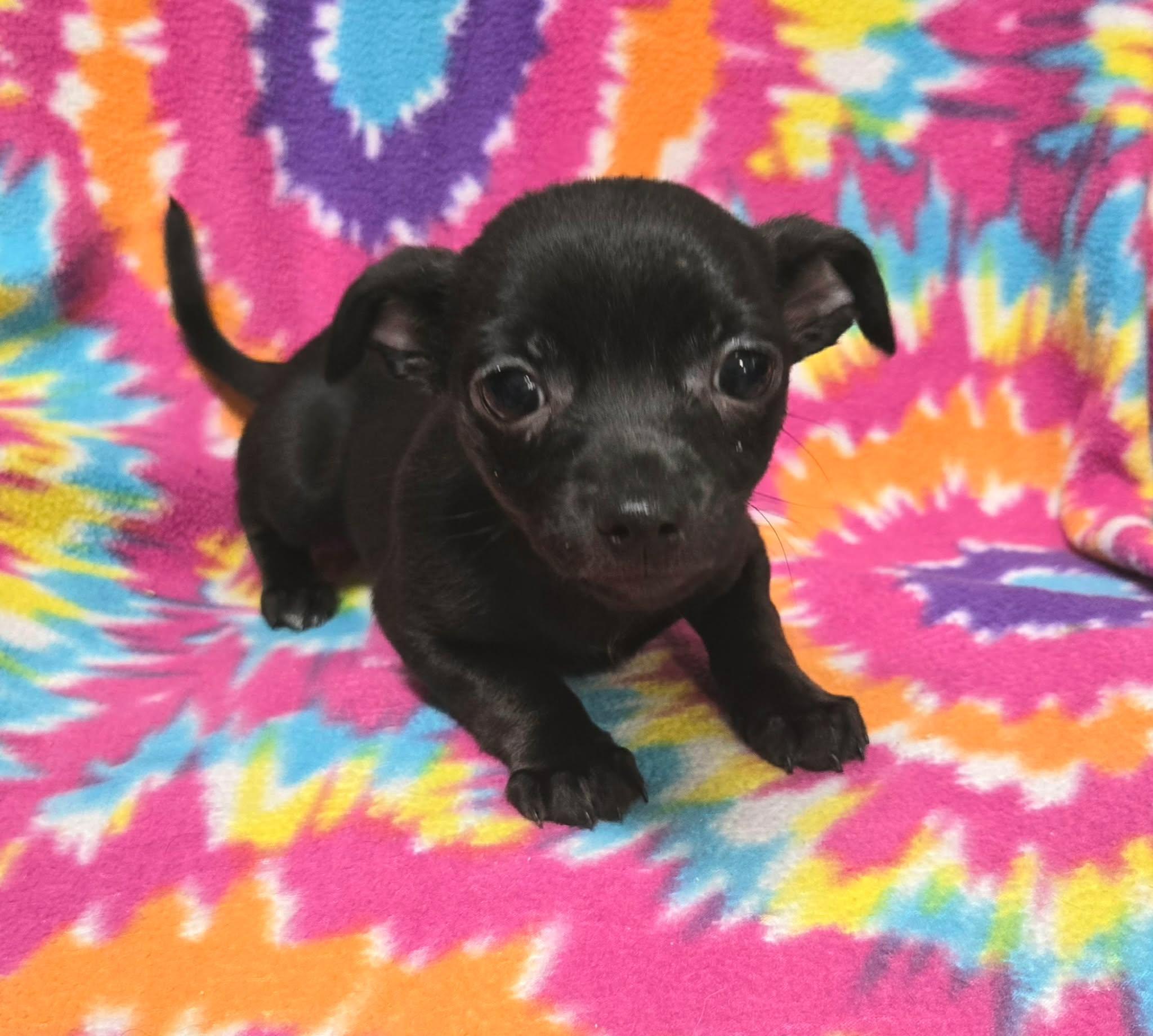 Enlarge Berry "Pie", a ADOPTABLE mixed breed in Anderson, SC image 1/4