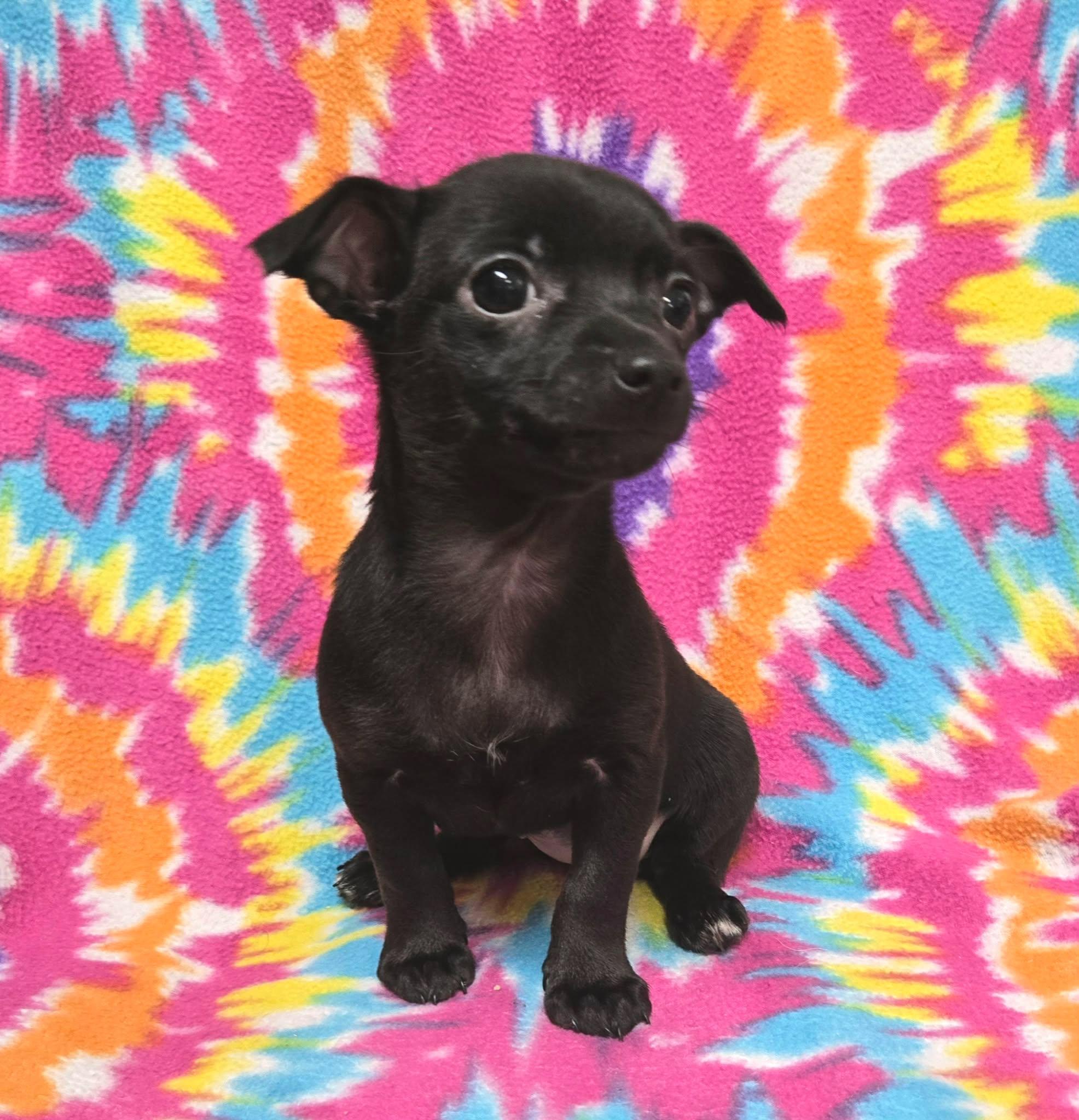 Enlarge Berry "Pie", a ADOPTABLE mixed breed in Anderson, SC image 2/4