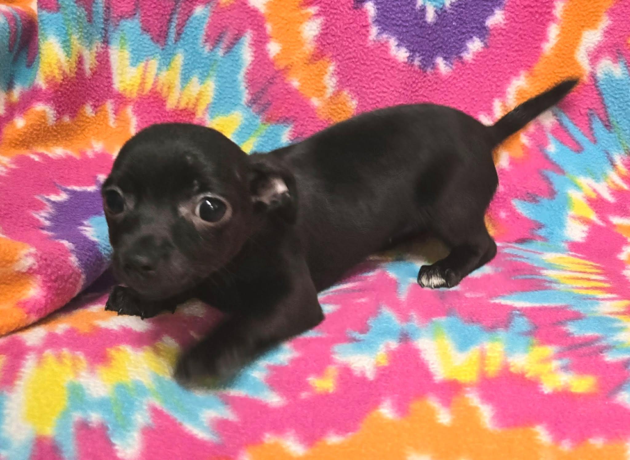 Enlarge Berry "Pie", a ADOPTABLE mixed breed in Anderson, SC image 4/4