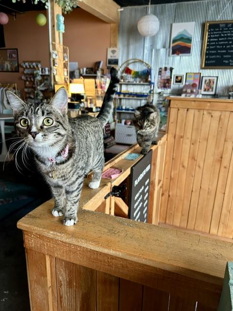 Enlarge Sofia and Tino, a ADOPTABLE Domestic Short Hair in Denver, CO image 2/6