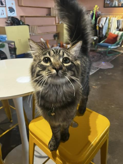 Enlarge Sofia and Tino, a ADOPTABLE Domestic Short Hair in Denver, CO image 3/6