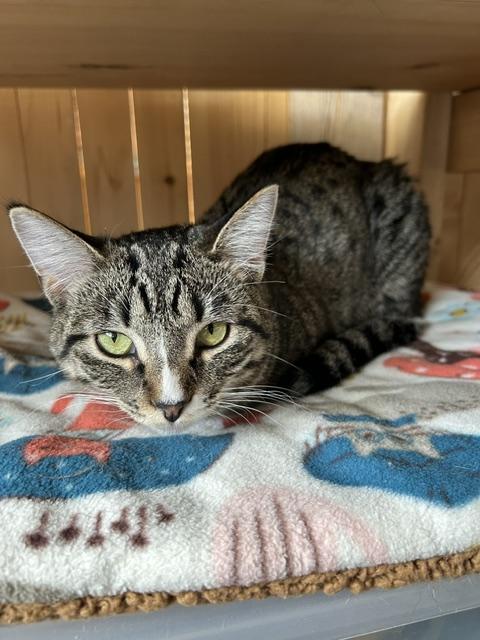 Enlarge Sofia and Tino, a ADOPTABLE Domestic Short Hair in Denver, CO image 5/6