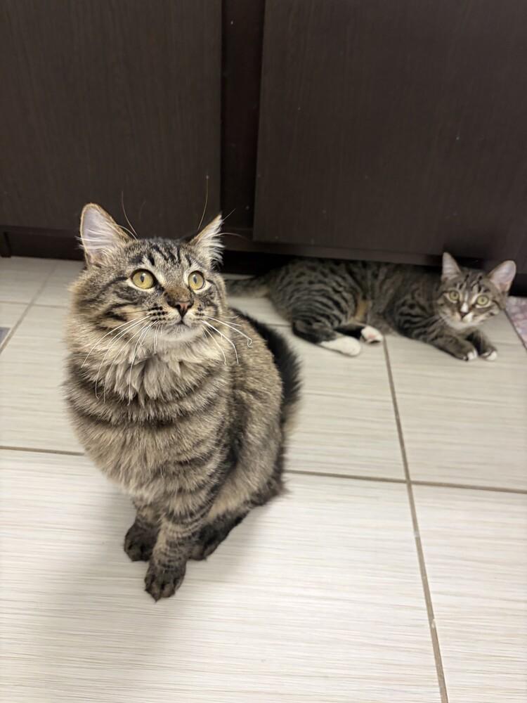 Sofia and Tino, ADOPTABLE, Young Male Domestic Short Hair.