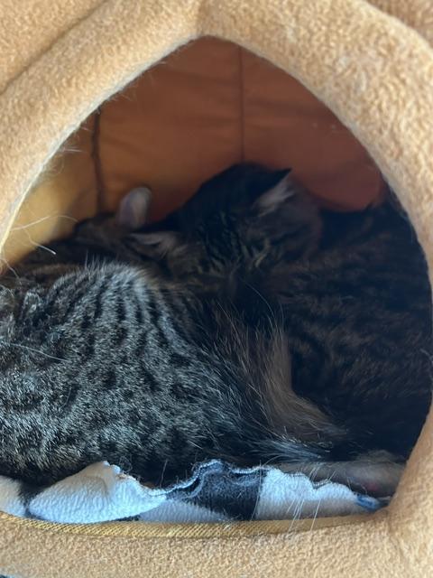 Enlarge Sofia and Tino, a ADOPTABLE Domestic Short Hair in Denver, CO image 6/6