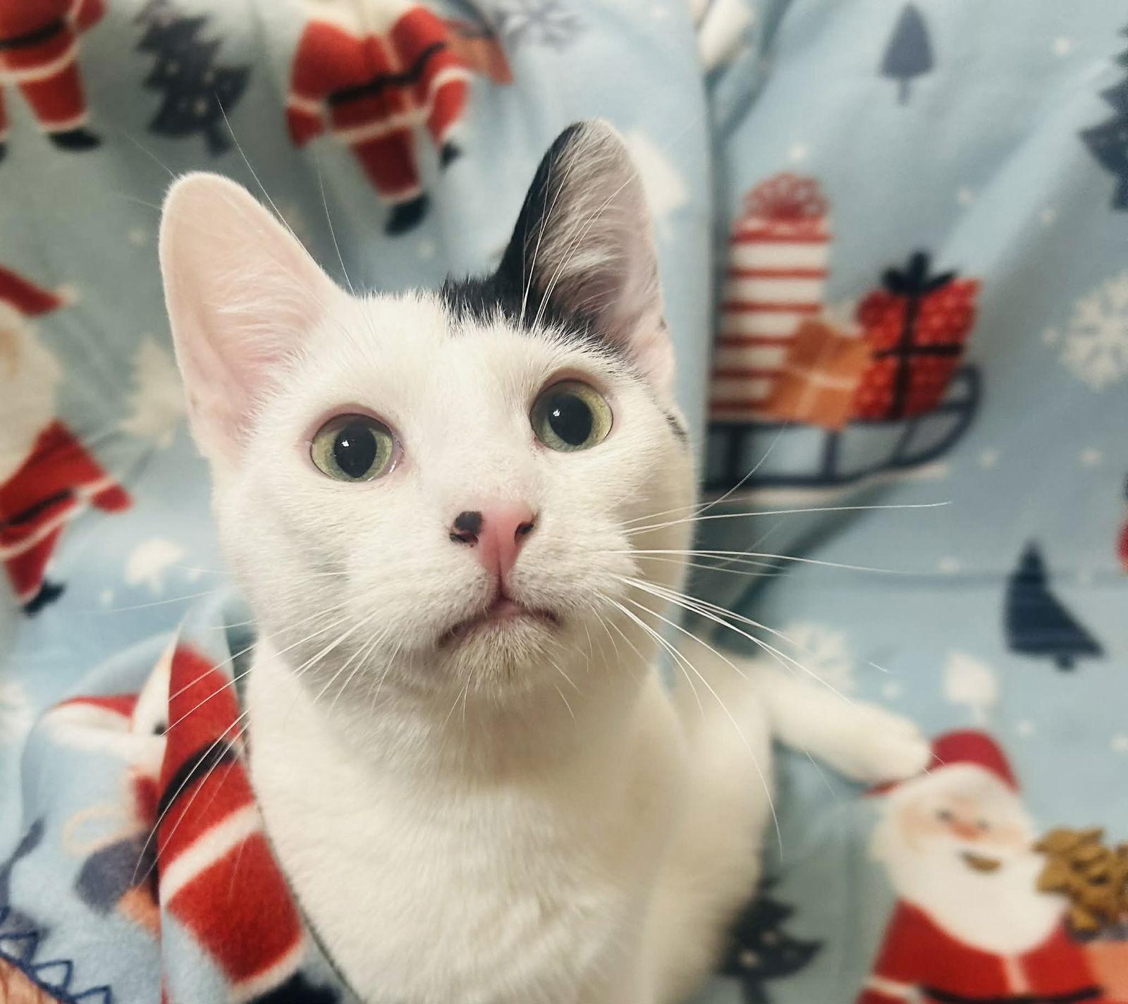 Enlarge Mark, a Adoptable mixed breed in Forest Lake, MN image 1/3