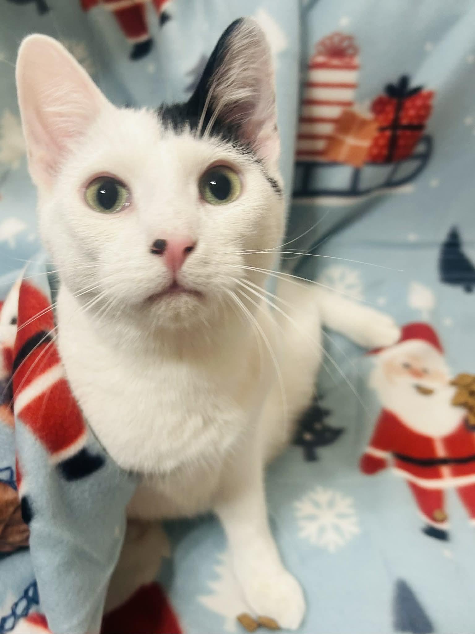 Enlarge Mark, a Adoptable mixed breed in Forest Lake, MN image 2/3