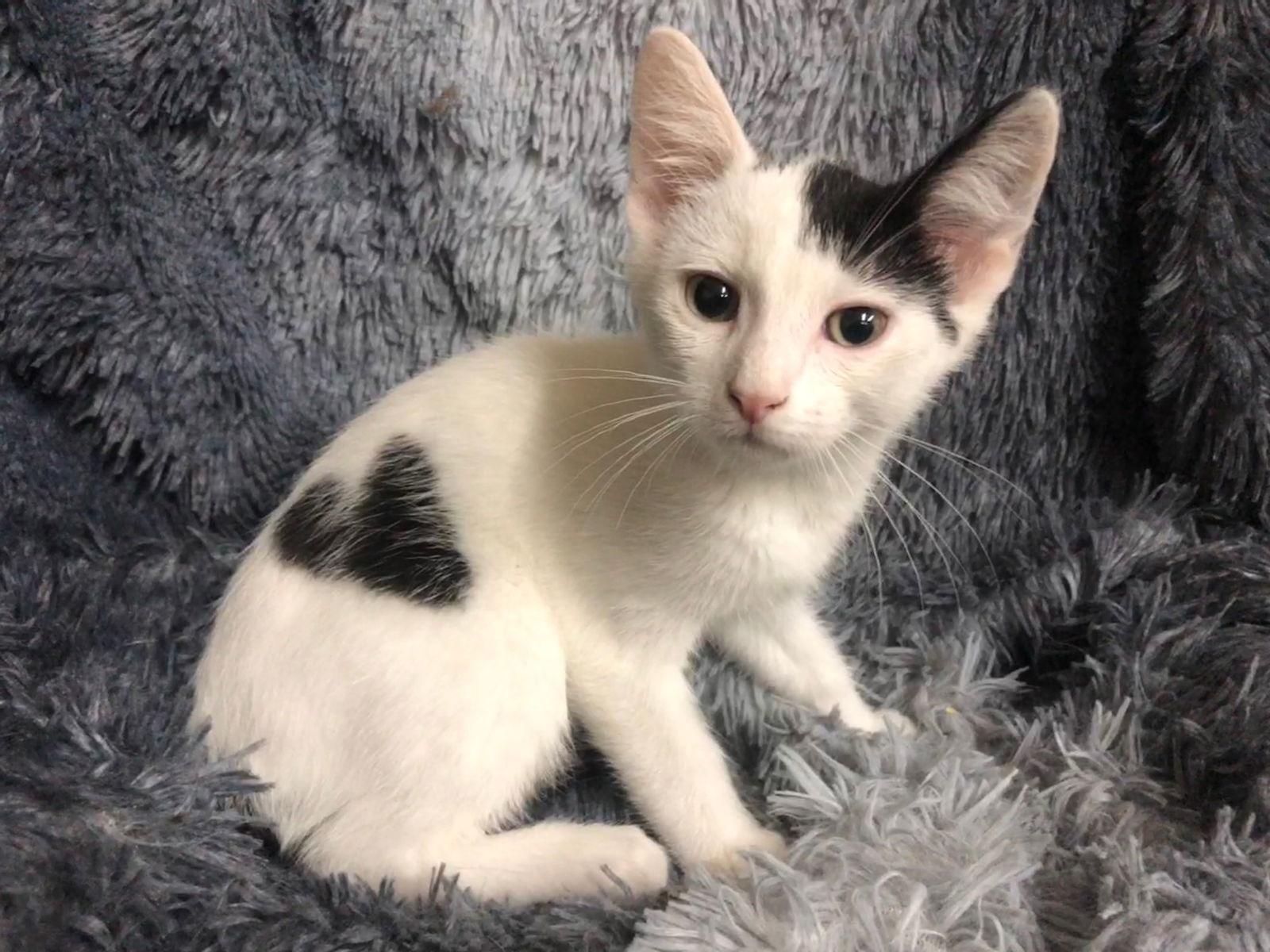 Enlarge Mark, a Adoptable mixed breed in Forest Lake, MN image 3/3