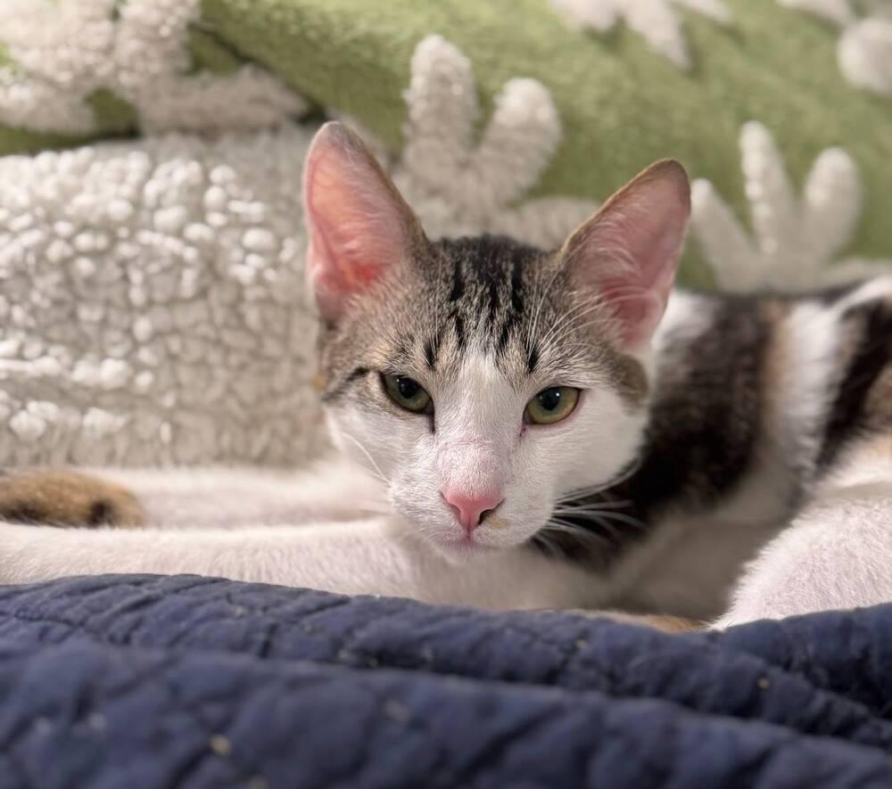 Chestnut, Adoptable, Kitten Male Domestic Short Hair.